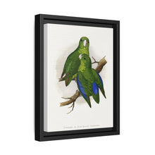 Passerine or Blue-winged Parrakeet (Psittacula columboides) colored wood-engraved plate by Alexander Francis Lydon - NOMADEN ART GALLERY