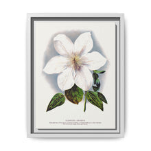 Clematis flower lithograph. Digitally enhanced from our own original 1900 edition plates of Botanical Specimen published by Rochester Lithographing - NOMADEN ART GALLERY