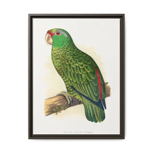 Many-Coloured Parrakeet (Psephotellus varius) colored wood-engraved plate by Alexander Francis Lydon - NOMADEN ART GALLERY