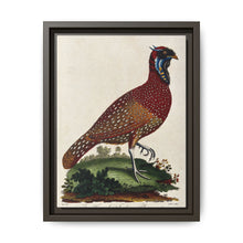 A horned Indian pheasant standing on the grass by J. Pass after J. E. Ihle. - NOMADEN ART GALLERY