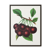 Black Tartarian cherry lithograph. Digitally enhanced from our own original 1900 edition plates of Botanical Specimen published by Rochester Lithographing - NOMADEN ART GALLERY