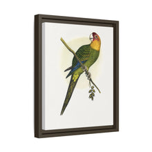 Carolina Parrot (Conuropsis carolinensis) colored wood-engraved plate by Alexander Francis Lydon.