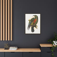 Mountain Parrot (Nestor notabilis) colored wood-engraved plate by Alexander Francis Lydon