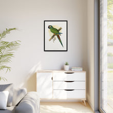 llliger's Macaw (Primolius maracana) colored wood-engraved plate by Alexander Francis Lydon