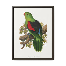 Red-winged parakeet (Aprosmictus erythropterus) colored wood-engraved plate by Alexander Francis Lydon - NOMADEN ART GALLERY