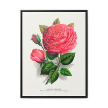 Pink rose, Anna De Diesbach lithograph. Digitally enhanced from our own original 1900 edition plates of Botanical Specimen published by Rochester Lithographing - NOMADEN ART GALLERY