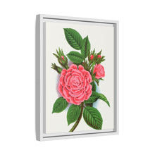 Pink rose, Salet Moss lithograph. Digitally enhanced from our own original 1900 edition plates of Botanical Specimen published by Rochester Lithographing