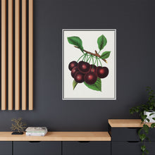 Black Tartarian cherry lithograph. Digitally enhanced from our own original 1900 edition plates of Botanical Specimen published by Rochester Lithographing