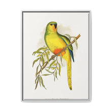 Orange-Bellied Parrakeet (Neophema chrysogaster) colored wood-engraved plate by Alexander Francis Lydon. - NOMADEN ART GALLERY