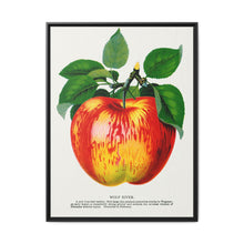 Wolf River apple lithograph. Digitally enhanced from our own original 1900 edition plates of Botanical Specimen published by Rochester Lithographing - NOMADEN ART GALLERY