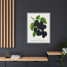 Snyder Blackberry lithograph from Botanical Specimen published by Rochester Lithographing