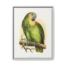 Blue-Fronted Amazon (Amazona aestiva) colored wood-engraved plate by Alexander Francis Lydon - NOMADEN ART GALLERY