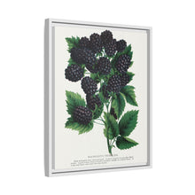 Wachusett Blackberry Lithograph | Vintage Botanical Wall Art