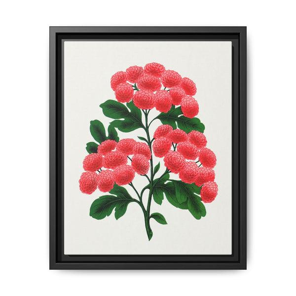 Paul's New Double Flowering Thorn lithograph. Digitally enhanced from our own original 1900 edition plates of Botanical Specimen published by Rochester Lithographing - NOMADEN ART GALLERY
