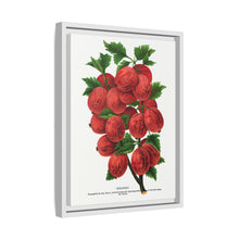 Industry Gooseberry lithograph. Digitally enhanced from our own original 1900 edition plates of Botanical Specimen published by Rochester Lithographing