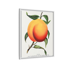 Foster peach lithograph. Digitally enhanced from our own original 1900 edition plates of Botanical Specimen published by Rochester Lithographing