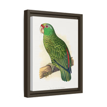 Placa xilográfica coloreada de periquito multicolor (Psephotellus varius) de Alexander Francis Lydon