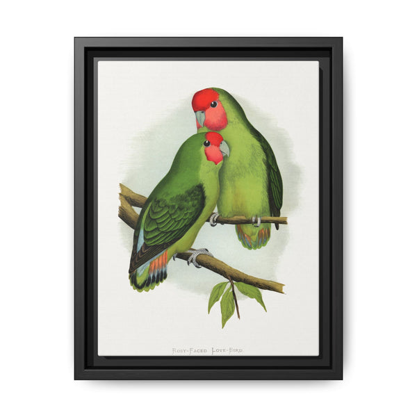 Rosy-Faced Love-Bird (Agapornis roseicollis) colored wood-engraved plate by Alexander Francis Lydon. - NOMADEN ART GALLERY