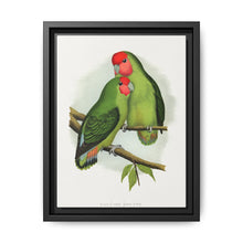 Rosy-Faced Love-Bird (Agapornis roseicollis) colored wood-engraved plate by Alexander Francis Lydon. - NOMADEN ART GALLERY