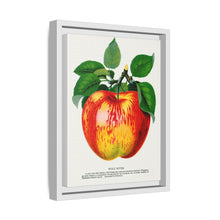 Wolf River Apple Lithograph | Vintage Botanical Wall Art Print