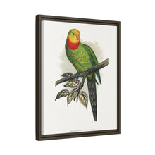 Barraband's Parakeet (Polytelis swainsonii) colored wood-engraved plate by Alexander Francis Lydon
