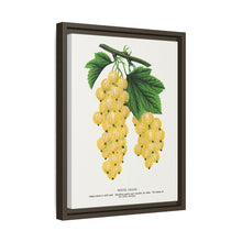 White Grape Lithograph | Vintage Botanical Wall Art Print