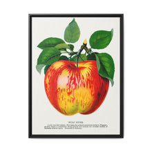 Wolf River apple lithograph. Digitally enhanced from our own original 1900 edition plates of Botanical Specimen published by Rochester Lithographing - NOMADEN ART GALLERY