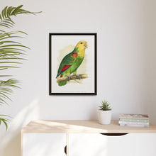 Double-Fronted or Le Vaillant's Amazon (Amazona oratrix) colored wood-engraved plate by Alexander Francis Lydon.
