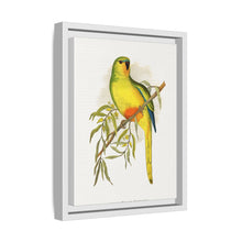 Orange-Bellied Parrakeet (Neophema chrysogaster) colored wood-engraved plate by Alexander Francis Lydon.