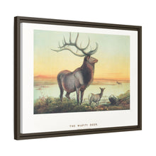 The Wapiti from Zoological sketches (1861-1867) by Joseph Wolf and Philip Lutley Sclater