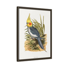Cockatiel (Nymphicus hollandicus) colored wood-engraved plate by Alexander Francis Lydon