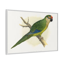 Golden-Crowned Conure (Aratinga auricapillus) colored wood-engraved plate by Alexander Francis Lydon