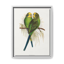 Budgerigar (Melopsittacus undulatus) colored wood-engraved plate by Alexander Francis Lydon - NOMADEN ART GALLERY