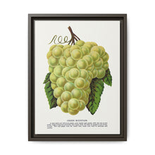 Green Mountain grape lithograph. Digitally enhanced from our own original 1900 edition plates of Botanical Specimen published by Rochester Lithographing - NOMADEN ART GALLERY