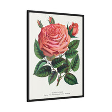 Pink rose, Glorie de Dijon lithograph. Digitally enhanced from our own original 1900 edition plates of Botanical Specimen published by Rochester Lithographing