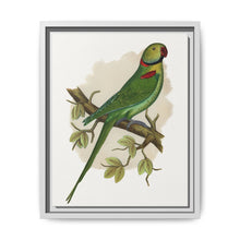 Alexandrine Parakeet (Psittacula eupatria) colored wood-engraved plate by Alexander Francis Lydon. - NOMADEN ART GALLERY