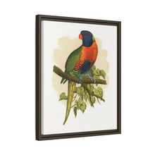 Blue Mountain Lory (Trichoglossus moluccanus) colored wood-engraved plate by Alexander Francis Lydon.