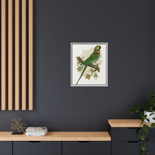 Alexandrine Parakeet (Psittacula eupatria) colored wood-engraved plate by Alexander Francis Lydon.