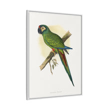 llliger's Macaw (Primolius maracana) colored wood-engraved plate by Alexander Francis Lydon