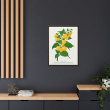 Golden queen raspberry lithograph. Digitally enhanced from our own original 1900 edition plates of Botanical Specimen published by Rochester Lithographing