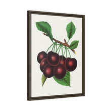 Black Tartarian cherry lithograph. Digitally enhanced from our own original 1900 edition plates of Botanical Specimen published by Rochester Lithographing