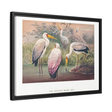 The African Wood Ibis from Zoological sketches (1861-1867) by Joseph Wolf and Philip Lutley Sclater