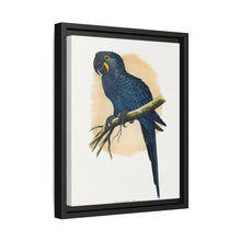 Hyacinthine Macaw (Anodorhynchus hyacinthinus) colored wood-engraved plate by Alexander Francis Lydon. - NOMADEN ART GALLERY