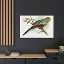 Many-Coloured Parrakeet (Psephotellus varius) colored wood-engraved plate by Alexander Francis Lydon