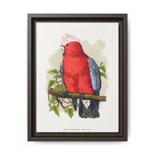 Rose-Breasted Cockatoo (Eolophus roseicapillus) colored wood-engraved plate by Alexander Francis Lydon. - NOMADEN ART GALLERY