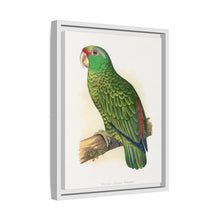 Placa xilográfica coloreada de periquito multicolor (Psephotellus varius) de Alexander Francis Lydon