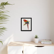Red and Blue Macaw (Ara macao) colored wood-engraved plate by Alexander Francis Lydon - NOMADEN ART GALLERY