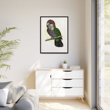 Hawk-Headed Parrot (Deroptyus accipitrinus) colored wood-engraved plate by Alexander Francis Lydon.