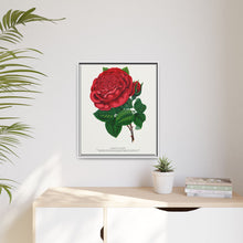 Red rose, American Beauty lithograph. Digitally enhanced from our own original 1900 edition plates of Botanical Specimen published by Rochester Lithographing