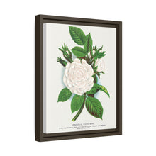 Rose, Perpetual White Moss lithograph. Digitally enhanced from our own original 1900 edition plates of Botanical Specimen published by Rochester Lithographing